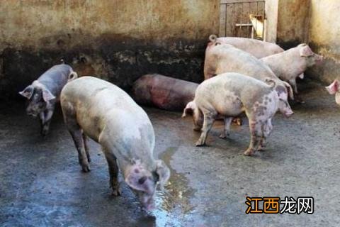 猪夏天不吃东西怎么办 夏天猪不吃食怎么办