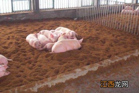 养猪发酵床怎么做 猪发酵床的制作方法