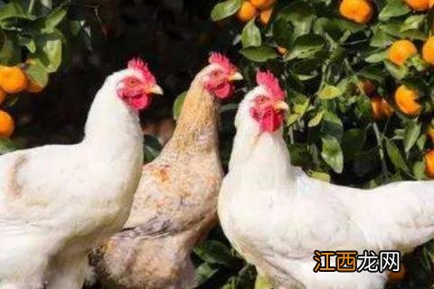 什么果园适合养鸡,果园养鸡栽什么果树好 什么果园适合养鸡