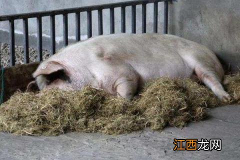 猪的日常管理工作 猪的日常管理