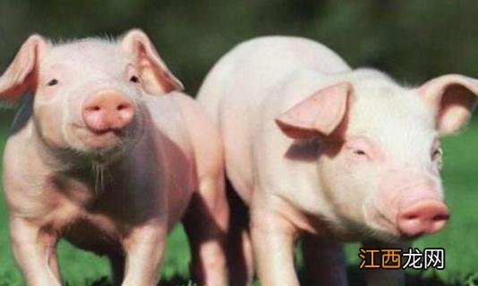 散养猪夏季怎么过 夏季如何养猪