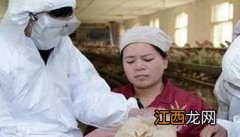 家禽常用个体接种免疫方法 家禽免疫接种的注意事项