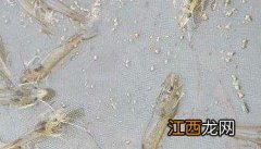 南美白对虾养殖技术 南美白对虾养殖技术资料