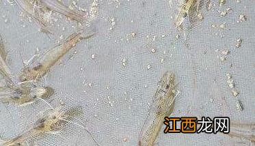 南美白对虾养殖技术 南美白对虾养殖技术资料