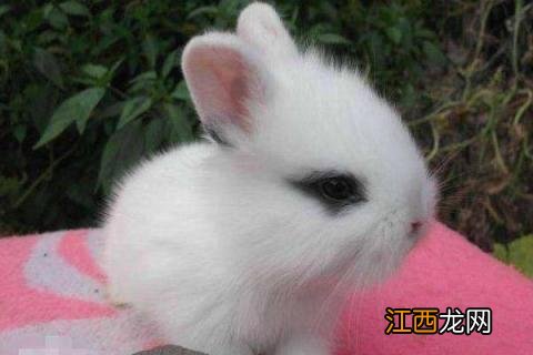 公主兔怎么养视频 公主兔怎么养