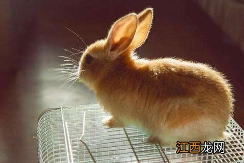 公主兔怎么养视频 公主兔怎么养