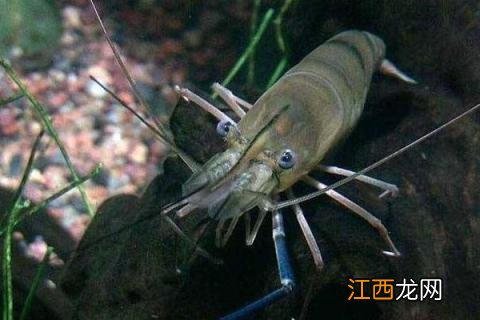 罗氏虾养殖技术 罗氏虾怎么养殖技术