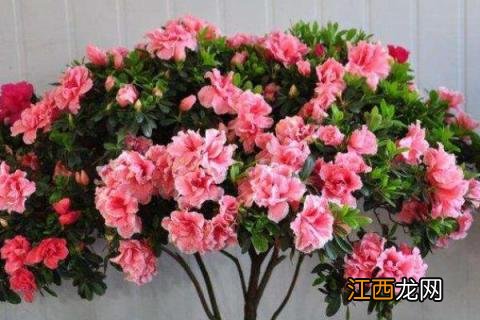 杜鹃花的养殖方法和注意事项,附过冬技巧