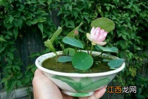 碗莲种植时间和方法，多久开花 碗莲种植时间和方法,多久开花结果