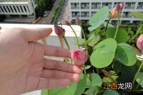 碗莲种植时间和方法，多久开花 碗莲种植时间和方法,多久开花结果