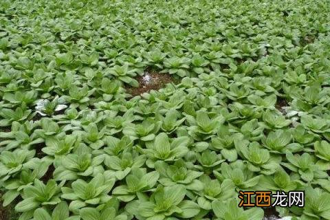 青梗松花菜种植时间和方法 青梗菜种植时间和方法