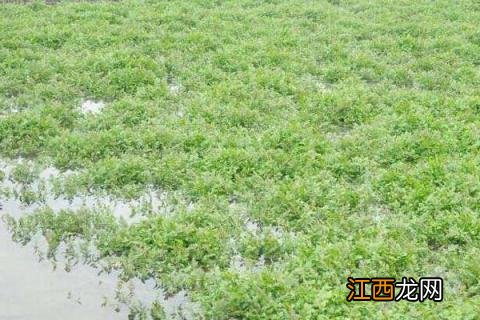 西洋菜种植时间和方法 西洋花菜种植技术和种植时间