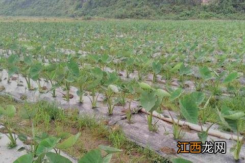 香芋什么时候种植怎么种植最好 香芋的种植方法和时间