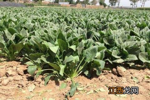 露地蔬菜种植技术大全 露地种植蔬菜的技术和方法