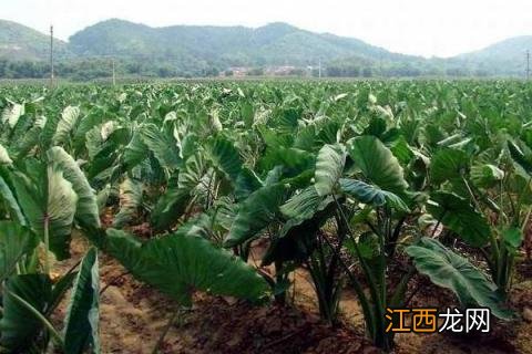 芋头种植时间和方法 荔浦芋头种植时间和方法