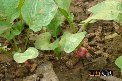 水果萝卜种植时间及技术 水果萝卜种植时间和方法