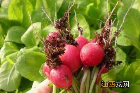 水果萝卜种植时间及技术 水果萝卜种植时间和方法