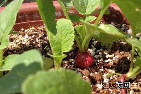 水果萝卜种植时间及技术 水果萝卜种植时间和方法