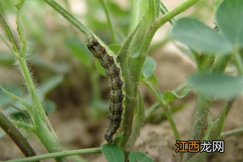 辣椒常见病害与用药 辣椒常见病害及其防治技术