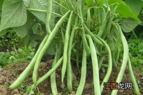 无架豆角的种植方法和时间 无架豆角的种植方法和时间视频