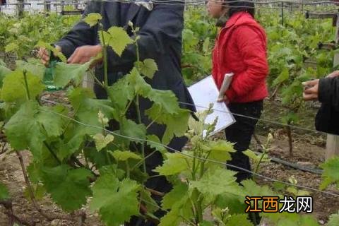 醉金香葡萄的种植 醉金香葡萄种植技术