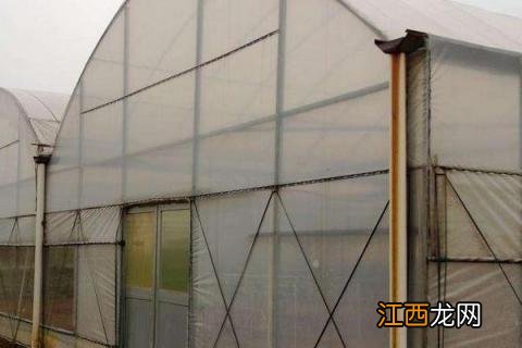 甘蔗育苗技术 甘蔗如何育苗