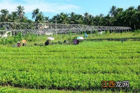 牛大力怎样种植 牛大力怎样种植及施肥