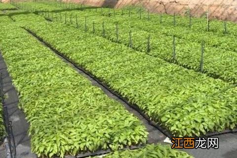 辣椒什么时候育苗 什么时候育辣椒苗