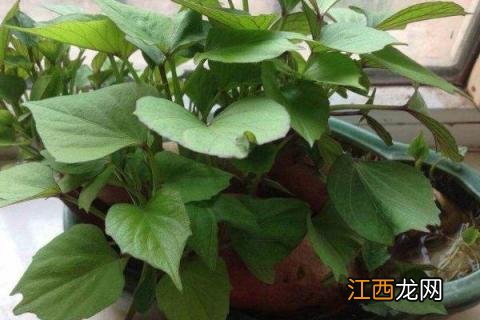 红薯叶怎么栽 菜用红薯叶种植方法