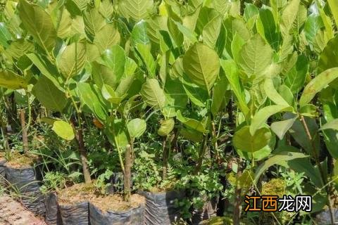 菠萝蜜的种植方法 北方种植菠萝蜜的种植方法