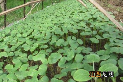 营养杯苗怎么种植 营养杯苗的种植方法