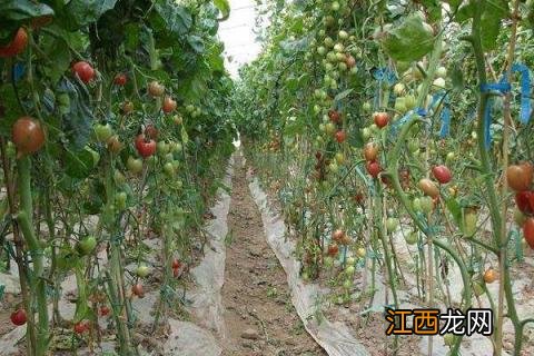 圣女果种植技术 圣女果种植技术与管理法