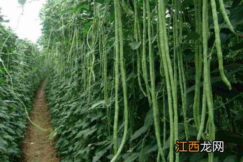 冷棚豇豆种植技术 豇豆大棚种植技术