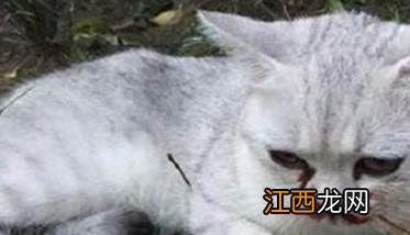 怎样对猫施行急救 怎么对猫进行急救