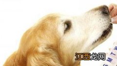 狗的品格和优点 怎样识别犬的优和劣的品性