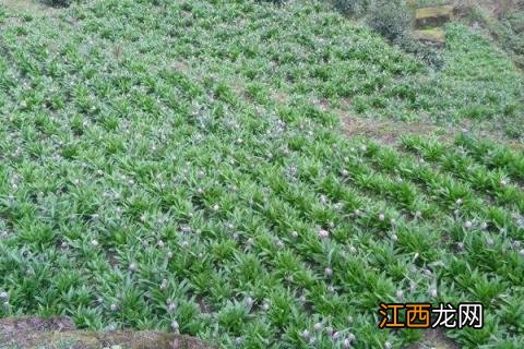 川贝母种植基地 川贝母种植条件