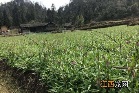 川贝母种植基地 川贝母种植条件