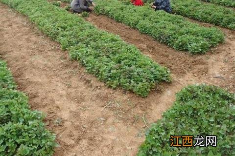 红薯苗怎么培育 红薯苗怎么培育出来的