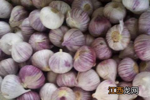 独头蒜几月份种植 独头蒜什么时候种植呢