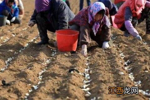 独头蒜几月份种植 独头蒜什么时候种植呢