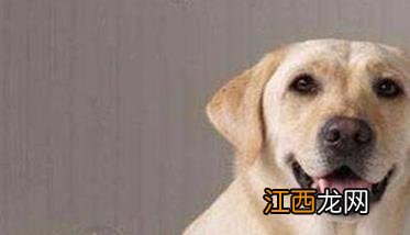 给犬洗澡要注意什么，怎样给犬洗澡 给犬洗澡需要注意哪些问题