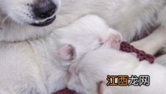 怎样照料刚买来的幼犬、让幼犬尽快熟悉新环境