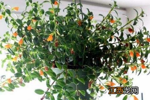 金鱼花的养殖方法 金鱼花图片及养殖方法