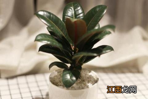 橡皮树的养殖方法和注意事项详解 橡皮树的养殖方法和注意事项