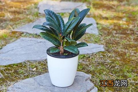 橡皮树的养殖方法和注意事项详解 橡皮树的养殖方法和注意事项