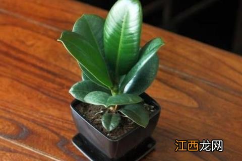 橡皮树的养殖方法和注意事项详解 橡皮树的养殖方法和注意事项