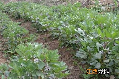 蚕豆种植时间和方法 北方蚕豆种植时间和方法