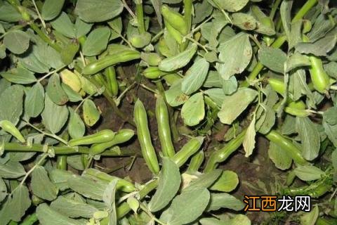 蚕豆种植时间和方法 北方蚕豆种植时间和方法