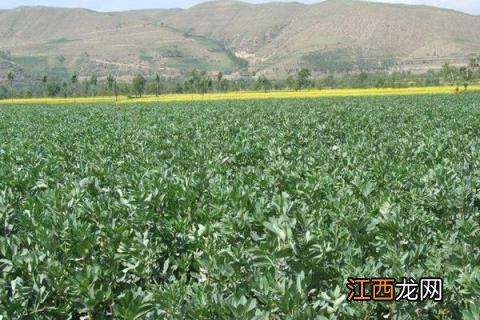 蚕豆种植时间和方法 北方蚕豆种植时间和方法