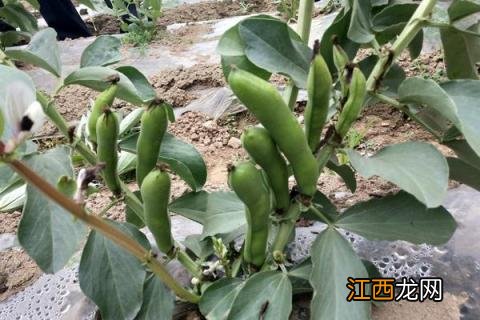 蚕豆种植时间和方法 北方蚕豆种植时间和方法